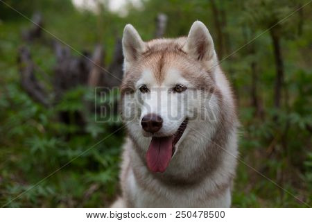 Close-up Portrait Of Free And Prideful Dog Breed Siberian Husky With Tonque Hanging Out In The Fores