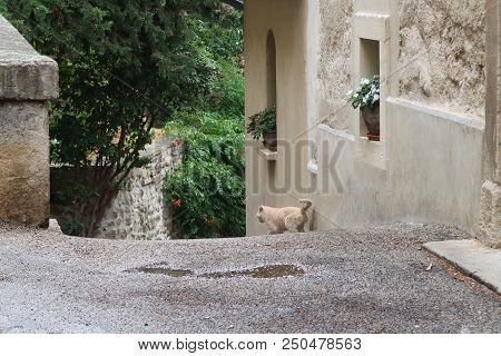 Photography Showing A Cat In The Street Of Grignan. The Photography Was Taken From The Small Village