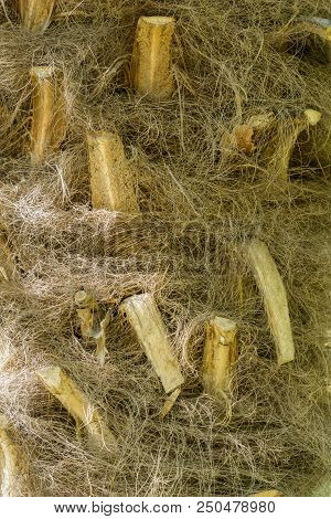 Close-up Of Natural Brown Palm Fibres Of A Palm Tree In The Sunlight.
Natural Background, Textures A