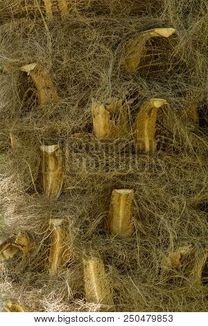 Close-up Of Natural Brown Palm Fibres Of A Palm Tree In The Sunlight.
Natural Plant Fibres And Branc
