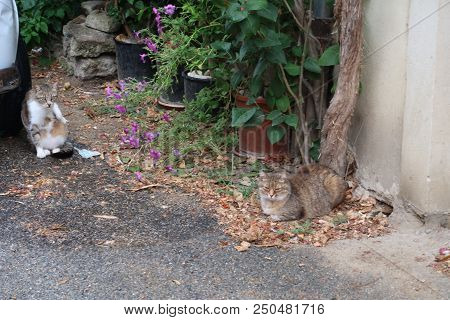 Grignan, France - July 16, 2018: Photography Showing A Cat In The Street Of Grignan. The Photography