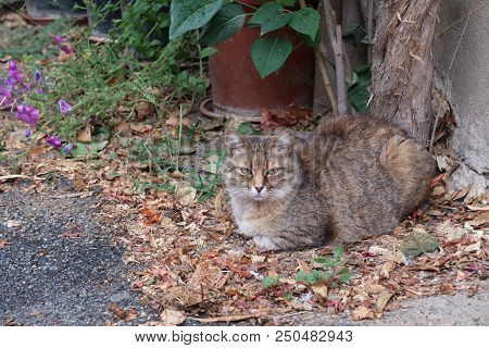 Grignan, France - July 16, 2018: Photography Showing A Cat In The Street Of Grignan. The Photography