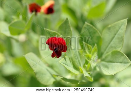Flower Of An Asparagus-pea (tetragonolobus Purpureus)