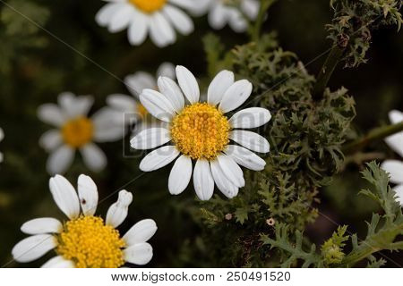 Flower Of Spanish Chamomile (anacyclus Pyrethrum)