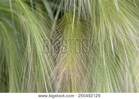 Spikes Of Foxtail Barley (hordeum Jubatum)