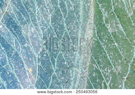 Chrysoperla Carnea Wing, Covered With Dust. Detailed Extreme Macro.