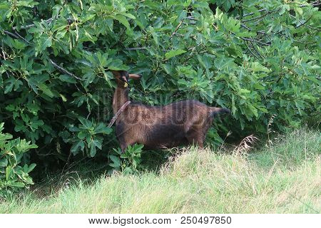 Grignan, France - July 16, 2018: Photography Showing A Goat Eating Figs From A Fig Tree. The Photogr