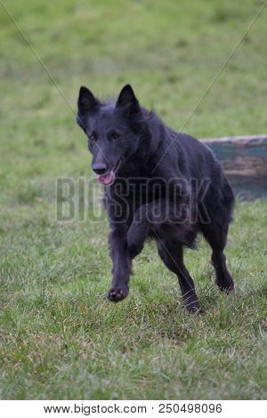Portrait Of A Groenendeal Dog Living In Belgium