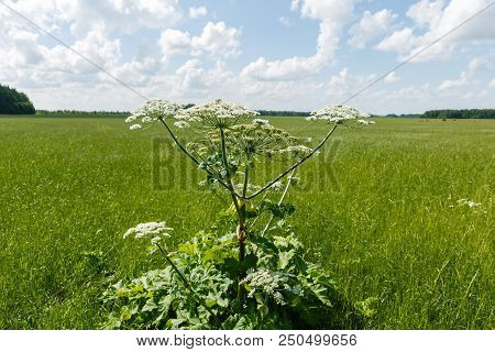 Cow Parsnip Blooms On A Meadow In Summer.
