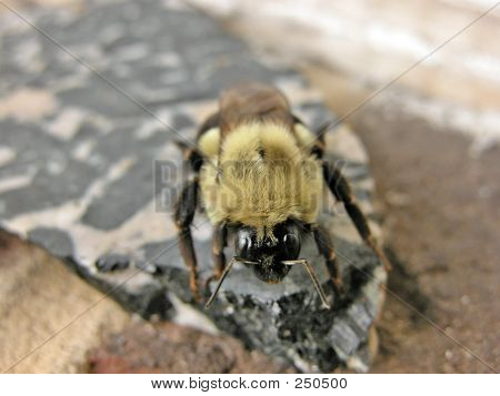 범블 비