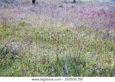 Wild Flower Field After Rain, Close View