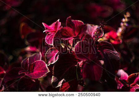 Red And Green Leaves Of The Coleus Plant, Plectranthus Scutellarioides, Close Up.