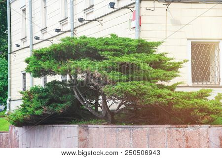 Banzai Tree In The City With Lens Flare