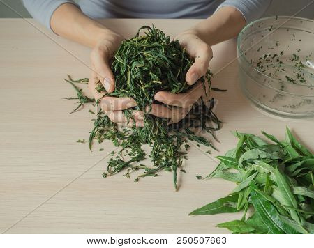 Fermentation Process Of Tea Leaves. Manual Production Koporye Tea - Ivan Tea