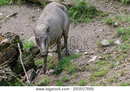 Babirusa Celebes (babyrousa Babyrussa) Endangered Animal Species. Female Buru Bairusa