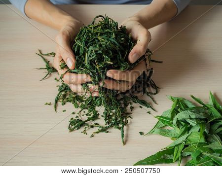 Stages Of Production Of Fermented Tea Leaves. Fermented Ivan-tea
