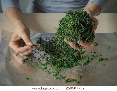 Fermentation Process Of Tea Leaves. Manual Production Koporye Tea - Ivan Tea