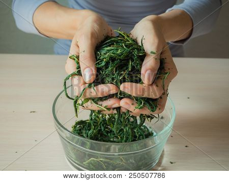 Fermentation Process Of Tea Leaves. Manual Production Koporye Tea - Ivan Tea