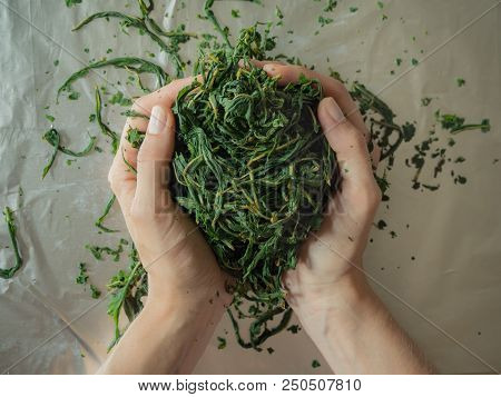 Fermentation Process Of Tea Leaves. Manual Production Koporye Tea - Ivan Tea