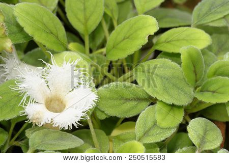 Lace Flower - Alsobia Dianthiflora 
Syn. Episcia Dianthiflora
From Central America