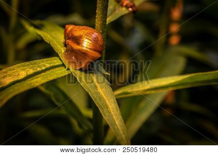 Snail Close-up On A Flower Plant Macro Photo