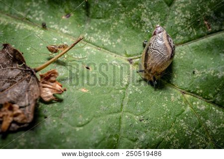 Snail Close-up On A Flower Plant Macro Photo