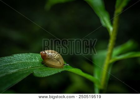 Snail Close-up On A Flower Plant Macro Photo