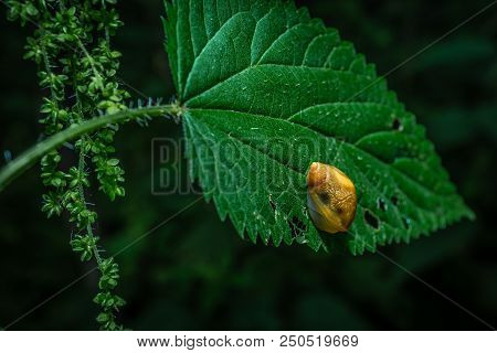 Snail Close-up On A Flower Plant Macro Photo