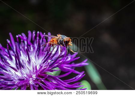 A Macro, Close Up Photo Of A Fly Resting On A Green Plant Leaf In A Garden