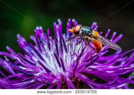 A Macro, Close Up Photo Of A Fly Resting On A Green Plant Leaf In A Garden
