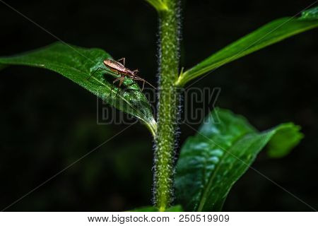 Macro Photo Of A European June Beetle