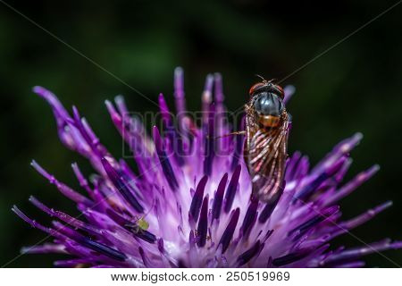 A Macro, Close Up Photo Of A Fly Resting On A Green Plant Leaf In A Garden