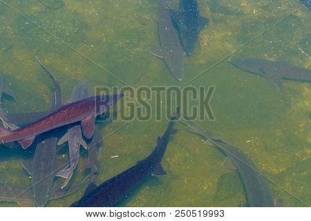 Closeup Of Large Fresh Water Sturgeon Swimming In Man Made River On Sunny Day.