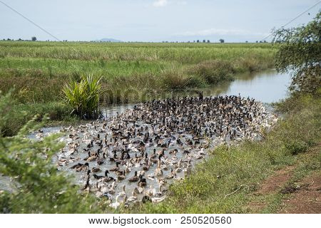 Cambodia Kampong Thom Agriculture Duck Farm
