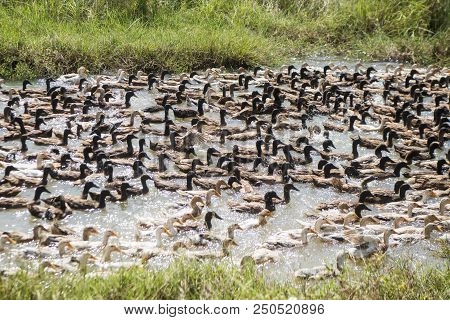 Cambodia Kampong Thom Agriculture Duck Farm