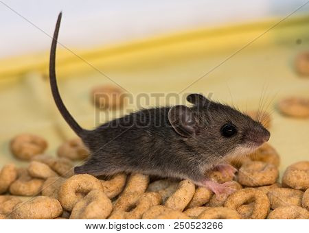 A Brown House Mouse, Mus Musculus,darting Across A Pile Of Cereal.