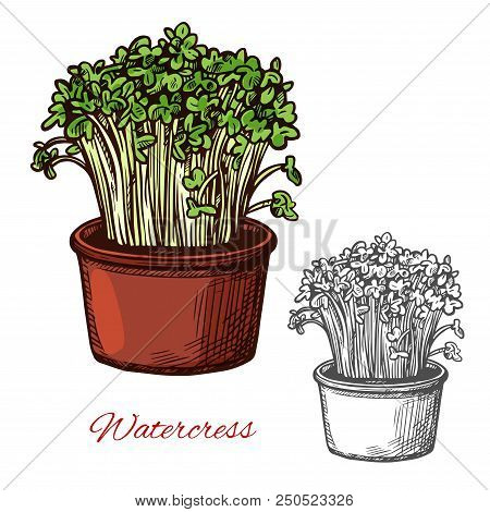 Green Watercress Salad Vegetable Vector Sketch. Botanical Design Of Vegetarian Watercress Lettuce Fo