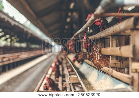 Chickens In The Cage On Chicken Farm. Chicken Eggs Farm. Bali Island.