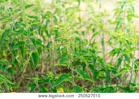 A Lot Of Bushes Of Nettles. Plant For Medicine.