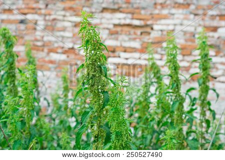 A Lot Of Bushes Of Nettles. Plant For Medicine.