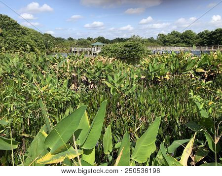 Green Plants Of The Swamps