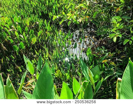 Green Plants Of The Swamps
