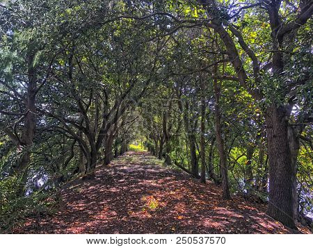 Tree Canopy In The Marsh