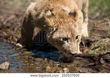 Close Up Young Lion Cub Drink Water