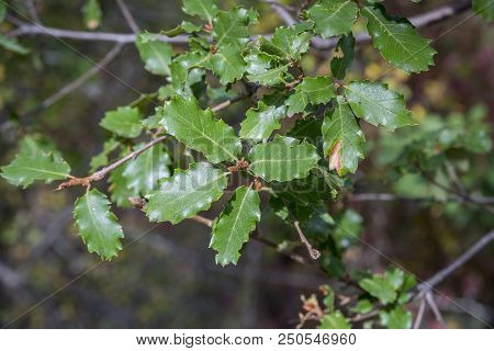 Foliage Of Gall Oak, Quercus Faginea. Photo Taken In Guadalajara Province, Spain.