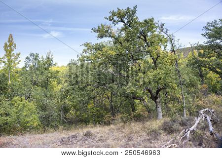 Gall Oak Forest, Quercus Faginea, In Tamajon Mountains, Guadalajara Province, Spain.