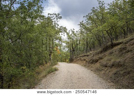 Gall Oak Forest, Quercus Faginea, In Tamajon Mountains, Guadalajara Province, Spain