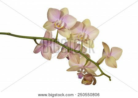 Focus Stacked Image Orchids Isolated On White.blooming Orchid On A White Background