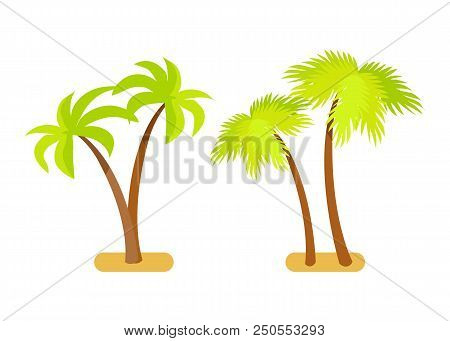 Palm Trees Collection Tropical Tre Set With Branches And Leaves, Natural Exotic Plants Growing In Sa
