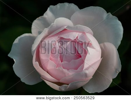 Blooming Rose In The Garden On A Sunny Day Close Up On Black. Rose Herzogin Christiana, Kordes